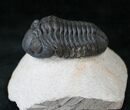 Austerops (Phacops) Trilobite - Mrakib, Morocco #14027-2